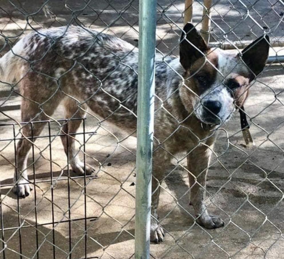 Black birch’s Annie | Australian Cattle Dog 