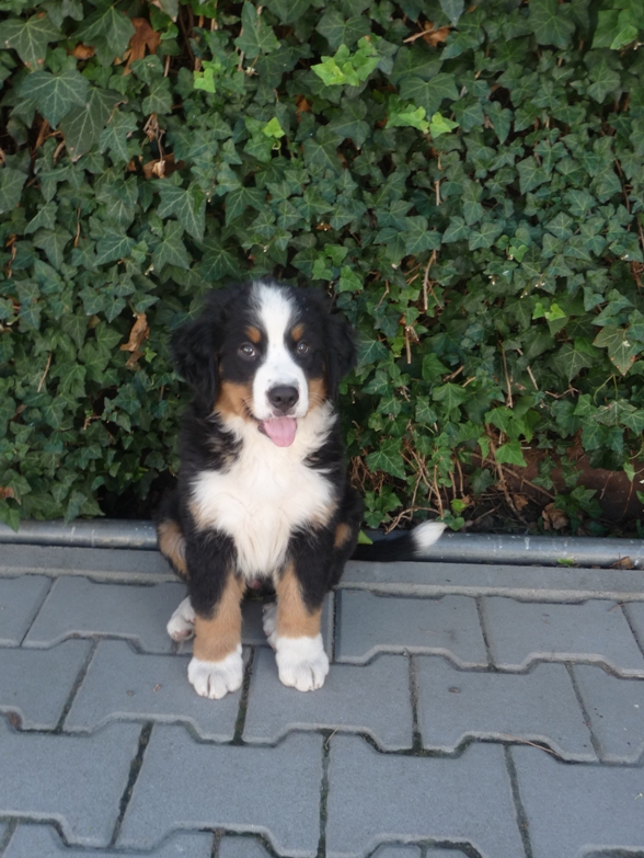 Pele | Bernese Mountain Dog 