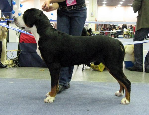 Korona rossii triumf | Greater Swiss Mountain Dog 