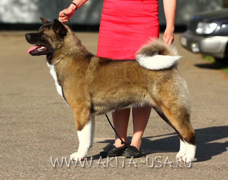 Japonskiy Sad Got Beauty | Akita 