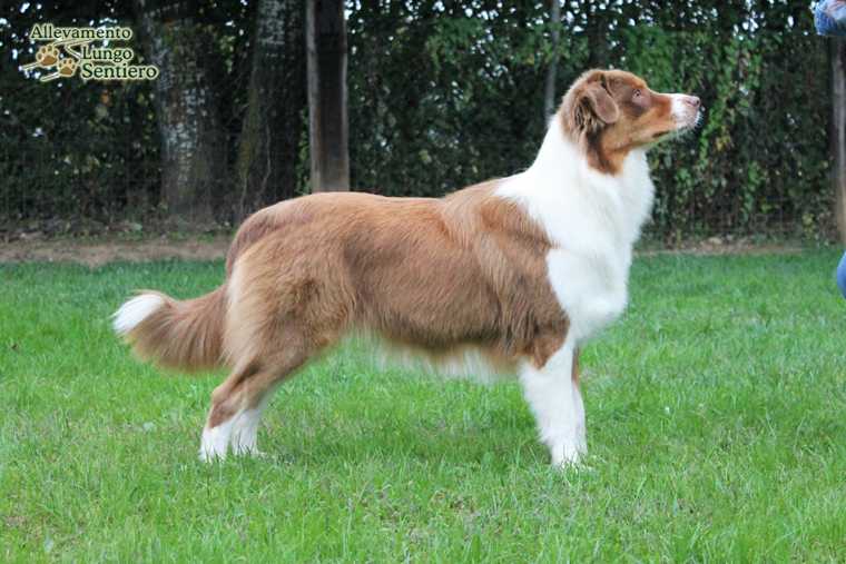 Yasmine Del Lungo Sentiero | Australian Shepherd 