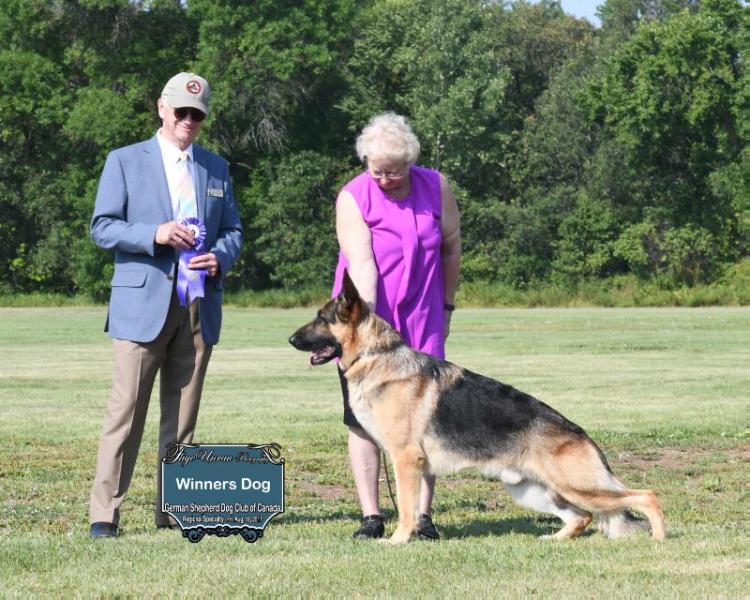 Nobler's Winter is Coming | German Shepherd Dog 