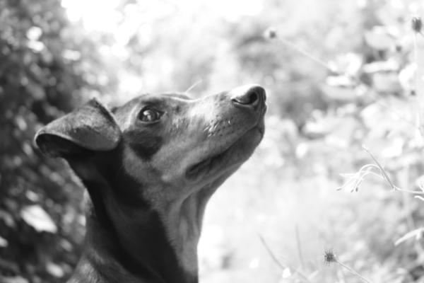 Black Beauty My Sunshine | German Pinscher 