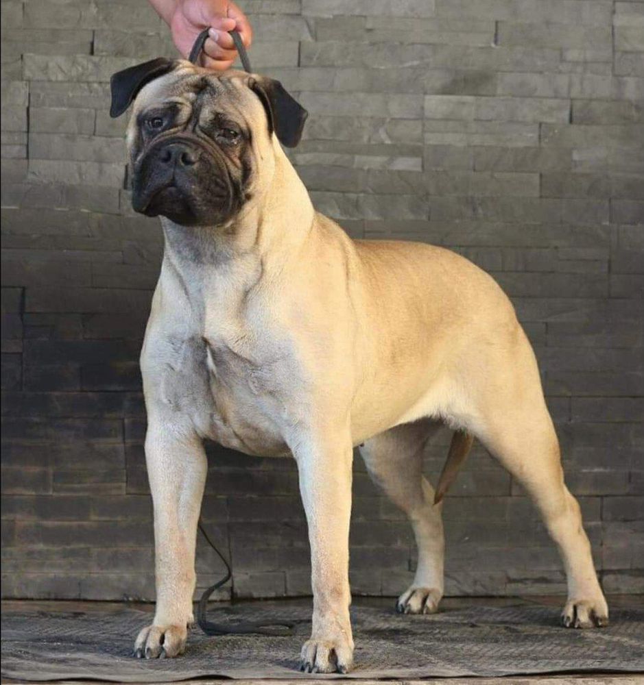 FullHouse Bull´s Rhapsody of Praise | Bullmastiff 