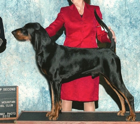 Jazzman Comebacker | Black and Tan Coonhound 