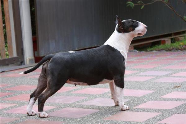 Astrobull Countess Bathory | Bull Terrier 