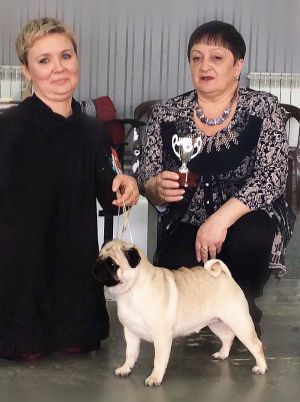 WRINKLE MOON RIVER | Pug 