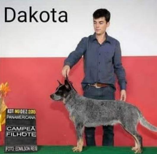 Dakota | Australian Cattle Dog 