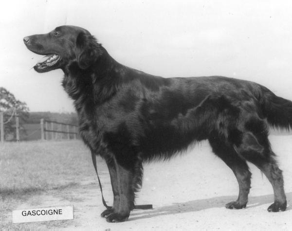 Haysam Solo | Flat-Coated Retriever 