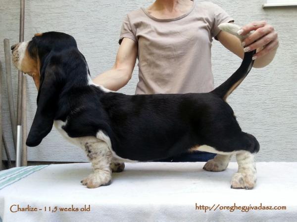 Öreghegyi Vadász Charlize | Basset Hound 