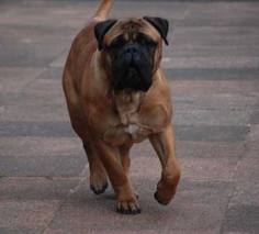 Bear von hohenbeilstein | Bullmastiff 