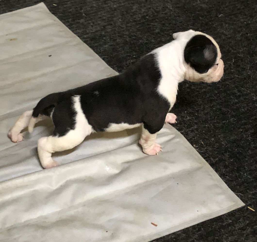 T Scott's Pegasus | American Bulldog 
