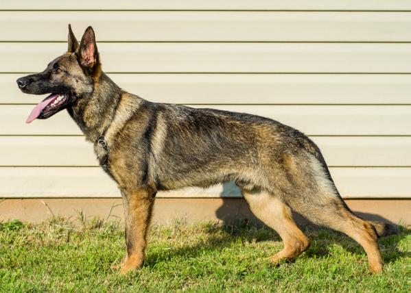 Bones Vom TeufelsGarten | German Shepherd Dog 