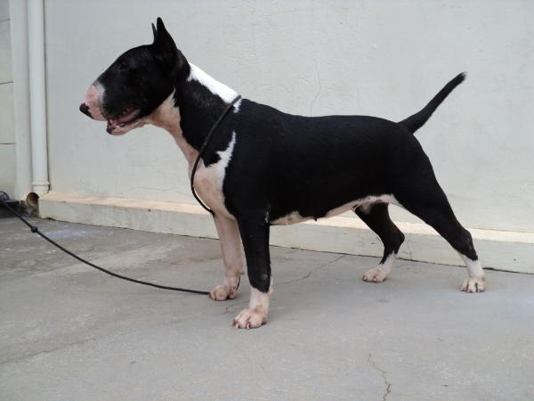 Maurren Maggi Kadesh Family | Bull Terrier 