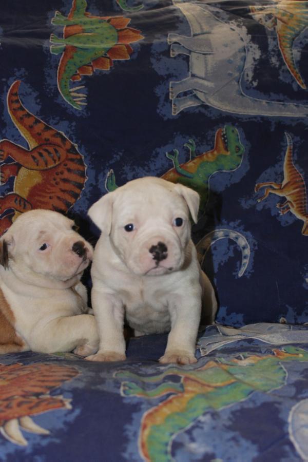 March's Bull Nation | American Bulldog 