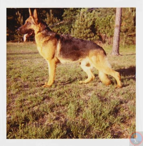 Lido vom Coburger Rosengarten | German Shepherd Dog 