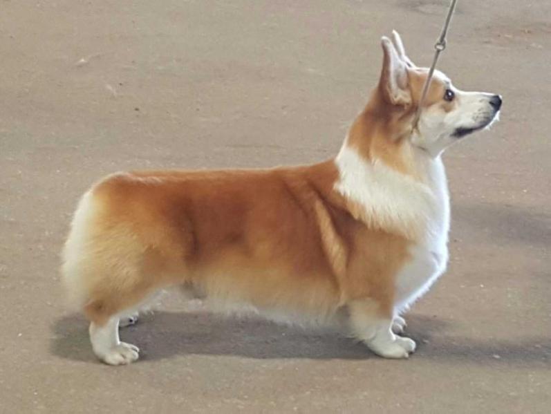 Colburn Sleepy Ln Silver Tongued Devil | Pembroke Welsh Corgi 
