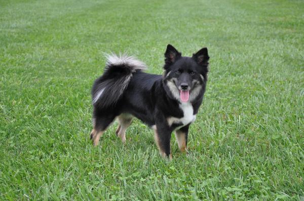 Stokk Sels Sif | Icelandic Sheepdog 