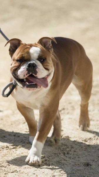 Romenis Hovsa | Olde English Bulldogge 