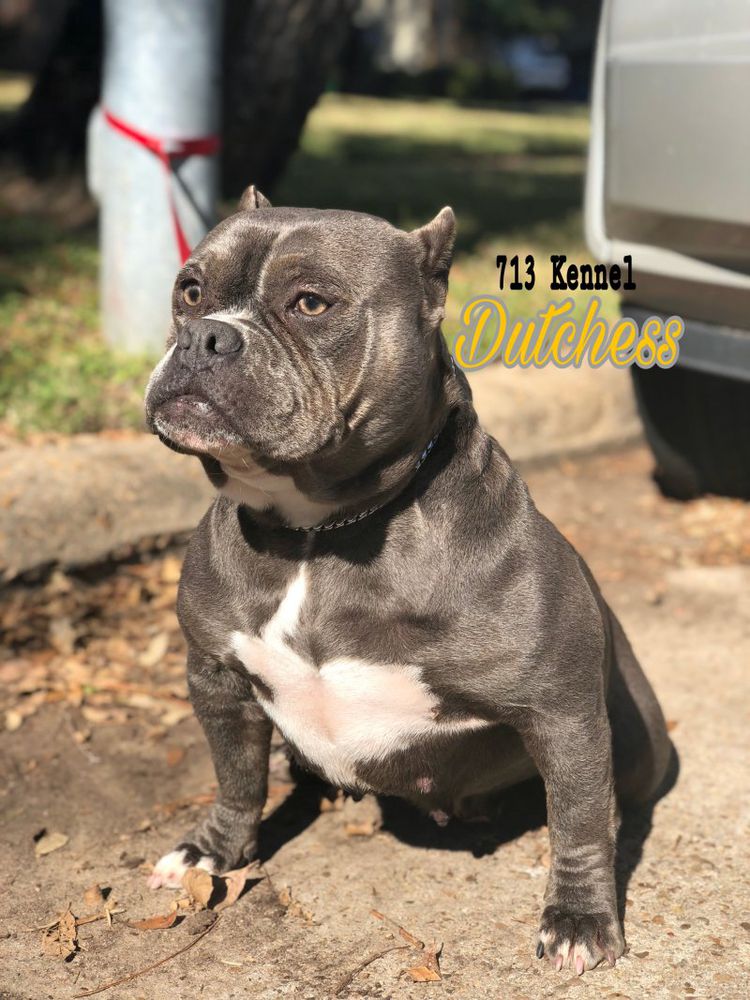 713 DUTCHESS | American Pit Bull Terrier 