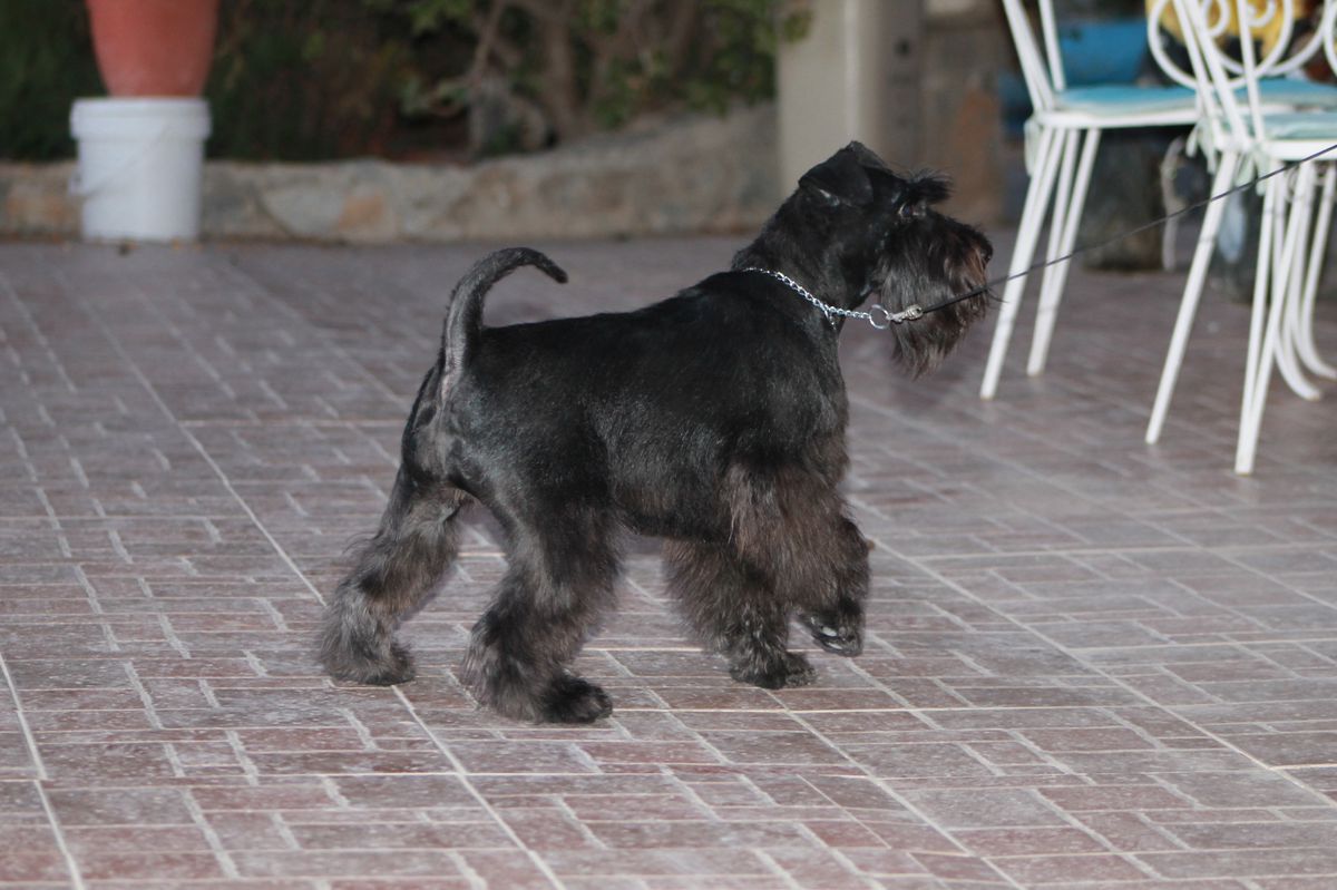 GEMARIAH del Pago los Albardines | Miniature Schnauzer 