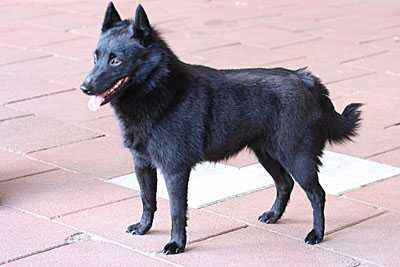 Wiske van de Moerheuvel | Schipperke 