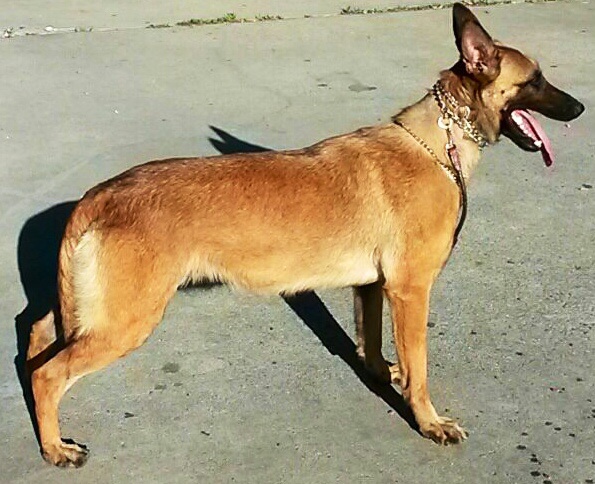 QRAZY Guardiani Canino dal Cielo, Van Legaten | Belgian Malinois 