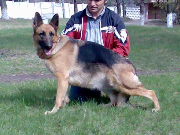 I-Deya-Dzhina Donbass-Master | German Shepherd Dog 