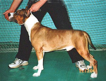 Chebens Tebel Paskal | American Staffordshire Terrier 