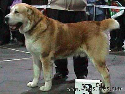 Cw SHIERMENEN | Central Asian Shepherd Dog 