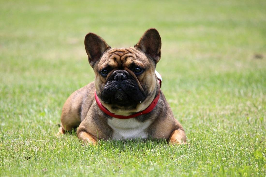 The Xander Zone | French Bulldog 