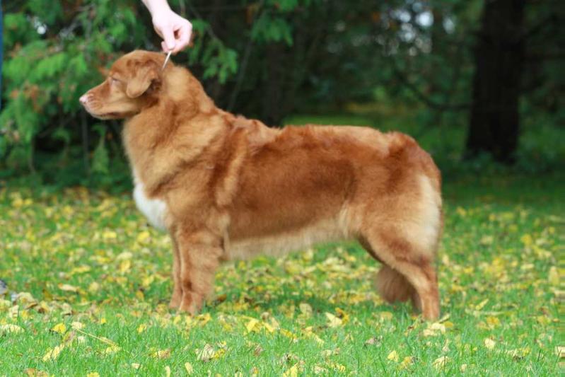 Seastar's Meadow of Roaneden | Nova Scotia Duck Tolling Retriever 