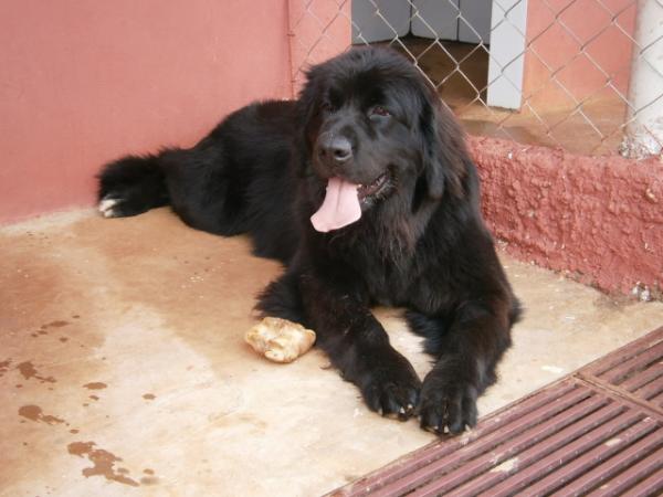 Luanna of Anjos do Orypaba | Newfoundland 