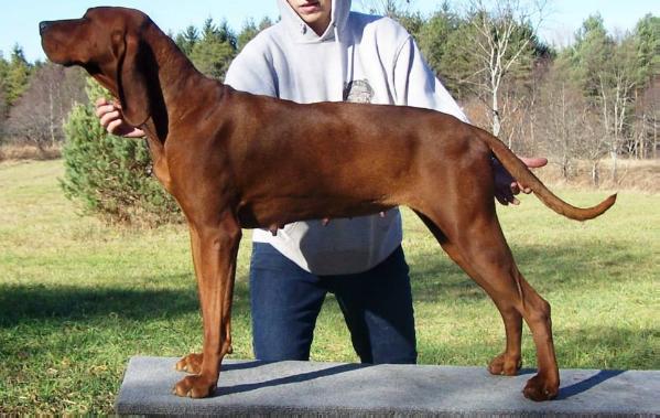 Anlons Destined To Be | Redbone Coonhound 