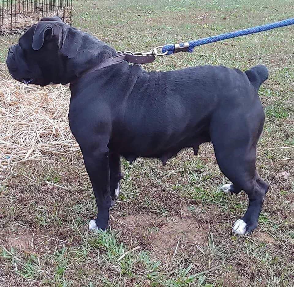 Pack's Cha Cha | Olde English Bulldogge 