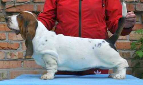 Ukrainian Bomond KAFKA MY SUN | Basset Hound 