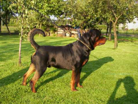 PORTO Ze Zbikowa | Rottweiler 