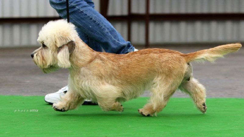 Elegans Glarea Magic Almonds | Dandie Dinmont Terrier 