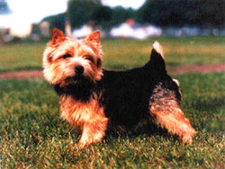 COBBY'S MRS TITTLE MOUSE | Norwich Terrier 