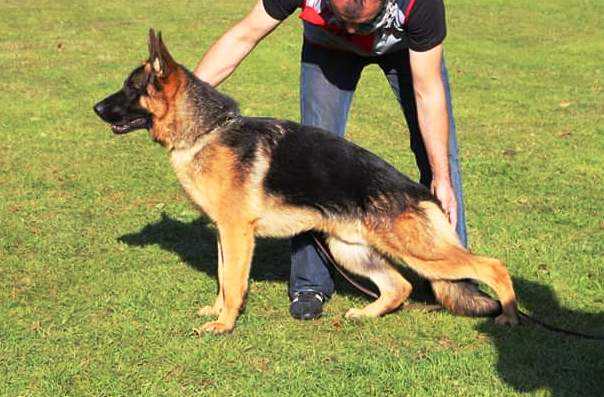 Chiicco Cetrio | German Shepherd Dog 