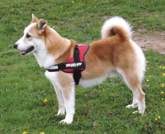 Fagrahvamms Jötnamey | Icelandic Sheepdog 
