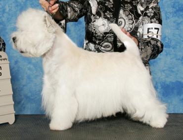 Scorybrek Sailor Boy | West Highland White Terrier 