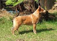 TURRELLA SCARLET DRAGON | Australian Cattle Dog 