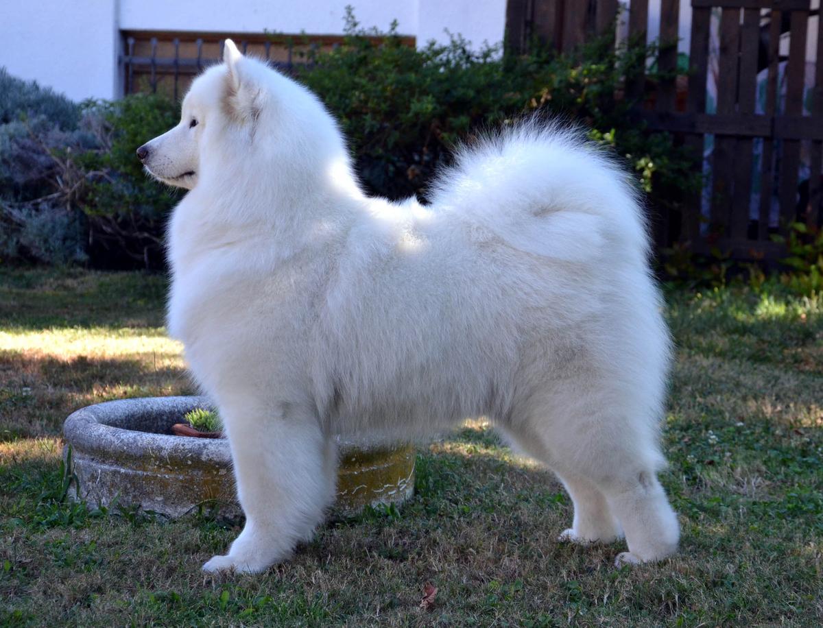 NORTISK ANAIS MYSTIC STAR | Samoyed 