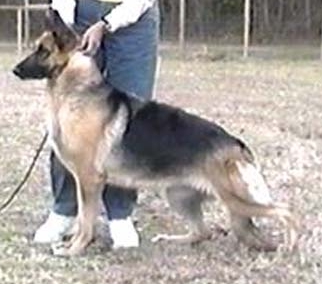 Amber'S Sara | German Shepherd Dog 