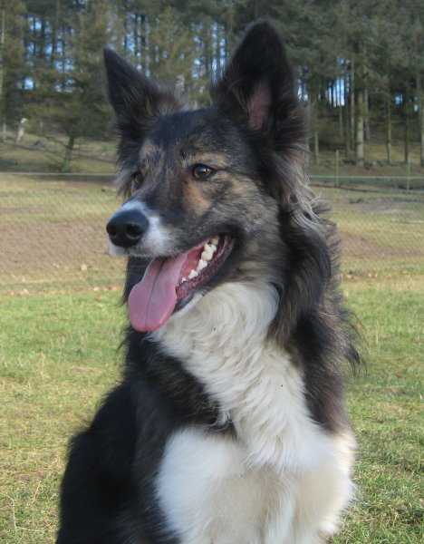 Team Stenmann Amazing Mayzee Lou | Border Collie 