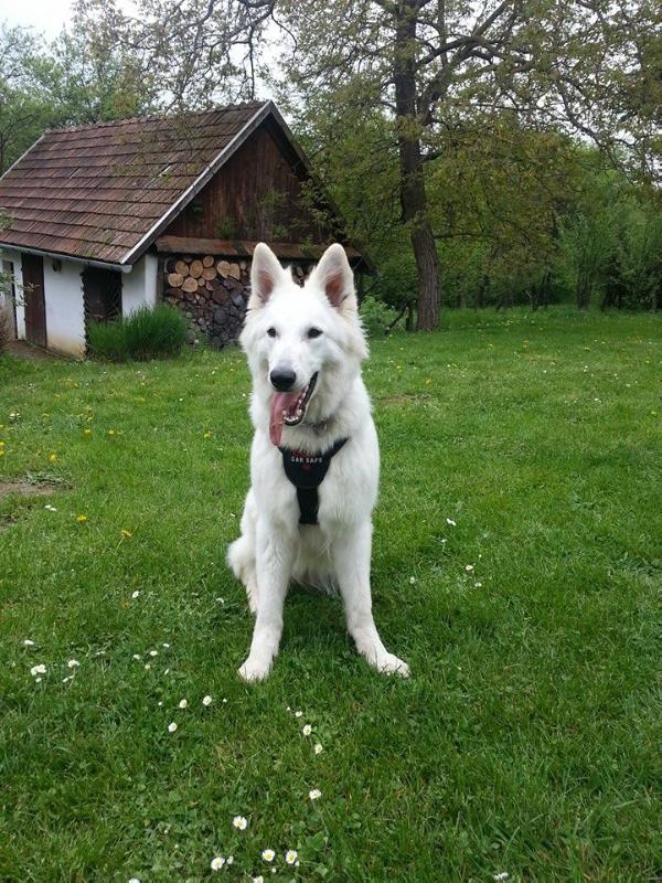 Demi-Sweet of Ice Wine | White Swiss Shepherd Dog 