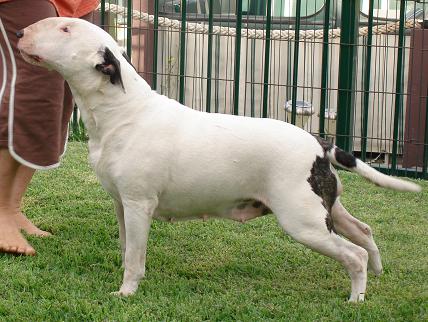 Westbul Blotchibum | Bull Terrier 