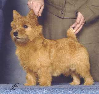 Maralinga Malibu of Amblegreen | Norwich Terrier 