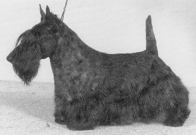 So What Thawn | Scottish Terrier 